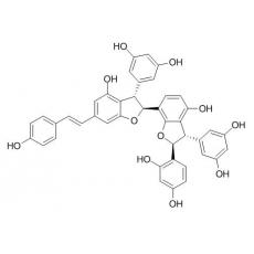 大子买麻藤乙素