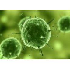 永生化人肝癌血管内皮细胞系