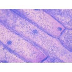 人包皮成纤维细胞；HFF