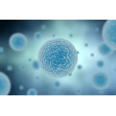 人卵巢癌细胞CoC1顺铂耐药亚株；CoC1/DDP	