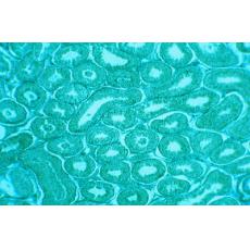 小鼠杂交瘤细胞；4G11	