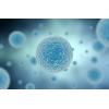 人急性T淋巴细胞白血病细胞；Jurkat, Clone E6-1	